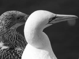 helgoland ön i Nordsjön foto