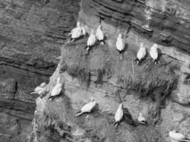 helgoland ön i Nordsjön foto