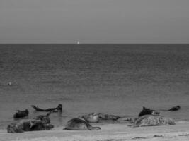 helgoland island i tyskland foto