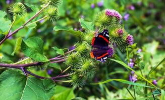 vanessa atlanta eller röd amiral fjäril samlas nektar på större kardborre eller arctium lappa l blommor foto