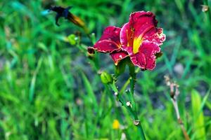 blomning daglilja blommor eller hemerocallis blomma, närbild på en solig dag. hemerocallis svart falk ritual. de skönhet av ett dekorativ blomma i de trädgård foto