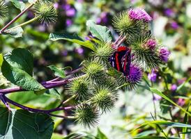 vanessa atlanta eller röd amiral fjäril samlas nektar på större kardborre eller arctium lappa l blommor foto
