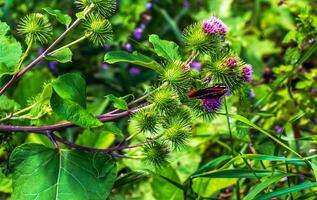 vanessa atlanta eller röd amiral fjäril samlas nektar på större kardborre eller arctium lappa l blommor foto