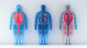 3d illustration attrapp av de mänsklig organ systemet, anatomi, nervös, cirkulations, matsmältning, utsöndring, urin, och ben system. medicinsk utbildning begrepp, generativ ai illustration foto