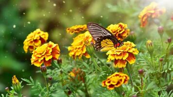 orange ringblomma blommor med fjäril. färgrik höst bakgrund. tagetes foto