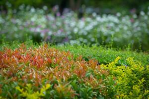 färgrik blommor i en parkera i en skuggig atmosfär bilder för bakgrund foto