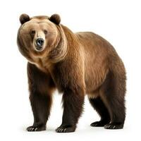 Björn brun på vit foto