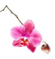 orkidé på vit bakgrund