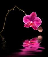 rosa orkidé med vattenreflektion