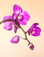 rosa orkidé på en ljusgul bakgrund
