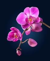 rosa orkidé på mörkblå bakgrund
