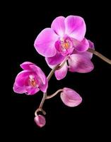 rosa orkidé isolerad på svart bakgrund