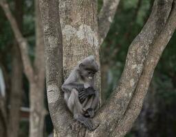 colobinae också grå langur äter frukt långstjärtad apa på trädet foto