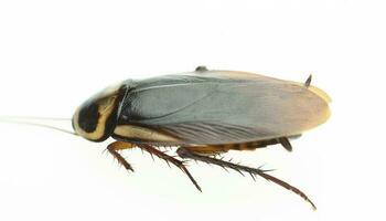 död kackerlacka på isolerad vit bakgrund foto