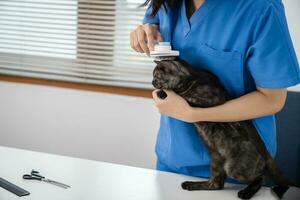 veterinär kirurg. katt på undersökning tabell av veterinär klinik. veterinär vård. veterinär läkare och katt foto
