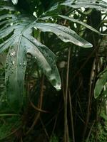 grön växt med regn foto