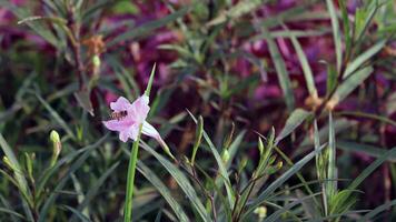 lila Färg blomma blomning med bin foto