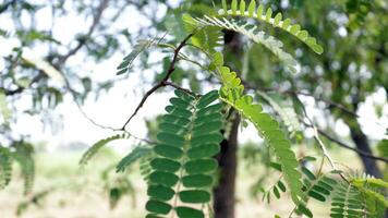 mimosa växt i de trädgård foto