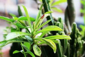 grön växt med fläck effekt foto