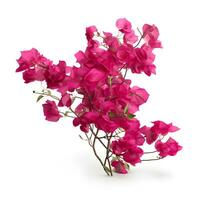 bougainvillea blomma eller rosa blomma. ai generativ foto