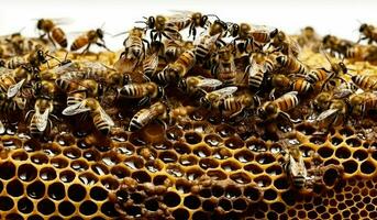 honung celler och arbetssätt bin ai generativ foto