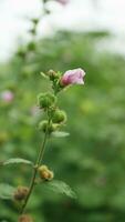små rosa blommor i en stor trädgård foto