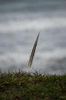 strandlandskap i kusten i bilbao spanien foto