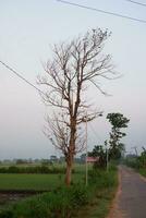 lantlig väg i de landsbygden av thailand. Land väg i de landsbygden foto