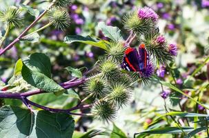 vanessa atlanta eller röd amiral fjäril samlas nektar på större kardborre eller arctium lappa l blommor foto