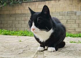 söt kattunge är Framställ i de Hem trädgård på luton, England Storbritannien foto