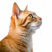 ett orange tabby katt är ser till de sida generativ ai foto
