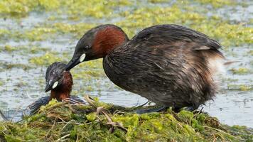 liten grebes skötsel deras bo foto