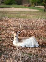 träda rådjur i de nationell parkera amsterdamse waterleidingduinen, de nederländerna. foto