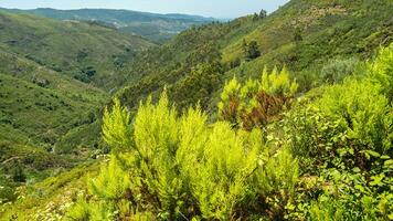 skön grön dal på albergaria da serra, portugal. foto