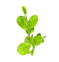 en växt med grön löv på en vit bakgrund, grön guava löv på vit bakgrund , grön blad isolerat på vit bakgrund foto