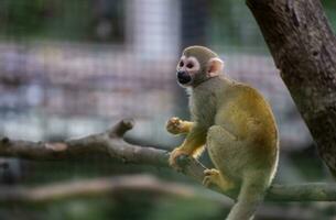 förtjusande ekorre apa fängslar besökare på de Zoo. bevittna deras lekfull upptåg i de sluten livsmiljö. saimiri sciureus apa i de bur på de chiang mai Zoo thailand. foto