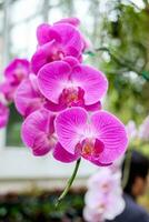skön orkide rosa lila anordnad på träd foto