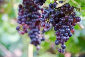 vingård med mogna druvor på landsbygden, lila druvor hänger på vinstocken foto