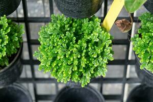 växt grön blad avrundad i svart vas innehav foto