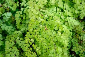 jungfru hår ormbunke adiantum sp grön blad skinande foto