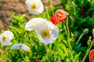 vallmo blomma röd vit solljus lysande foto