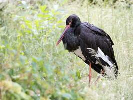 svart stork i en clearing foto