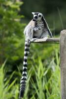 ring-tailed lemur en porträtt foto