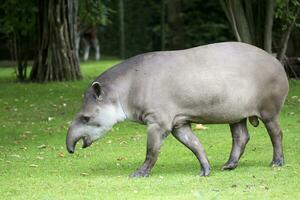 tapir i en clearing foto