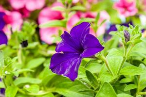 skön petunia blommor med droppar av vatten efter en regn foto