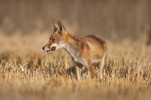 ett röd räv vulpes vulpes står på en UPPTAGITS stubb fält med en mus i dess nos och utseende för byte foto