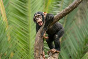 ett ung schimpans står på en träd och konstaterar de miljö mycket nyfiket foto