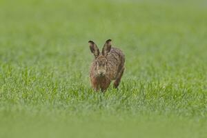 ett brun hare lepus europaeusruns tvärs över en våt grön fält i de regn foto