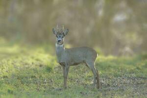 ett rom rådjur bock capreolus capreolus står på en grön äng och äter foto