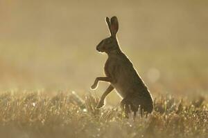 ett europeisk hare lepus europaeus står på en UPPTAGITS stubb fält i de morgon- ljus foto